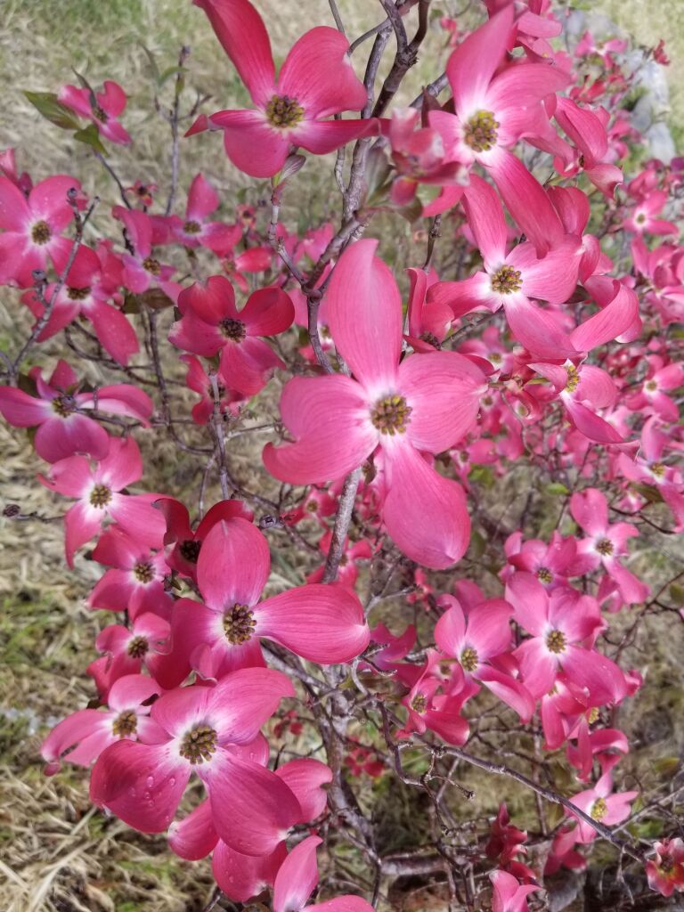 small tree with a bunch of four-petal dark pink flowers