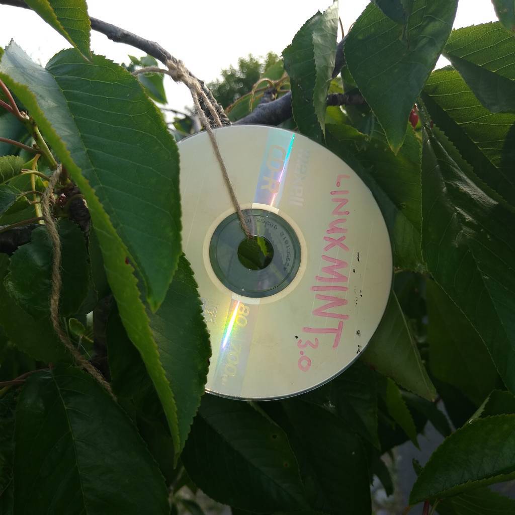 reflective compact disk labeled 'Linux Mint 3.0' hanging from tree limb surrounded by green leaves