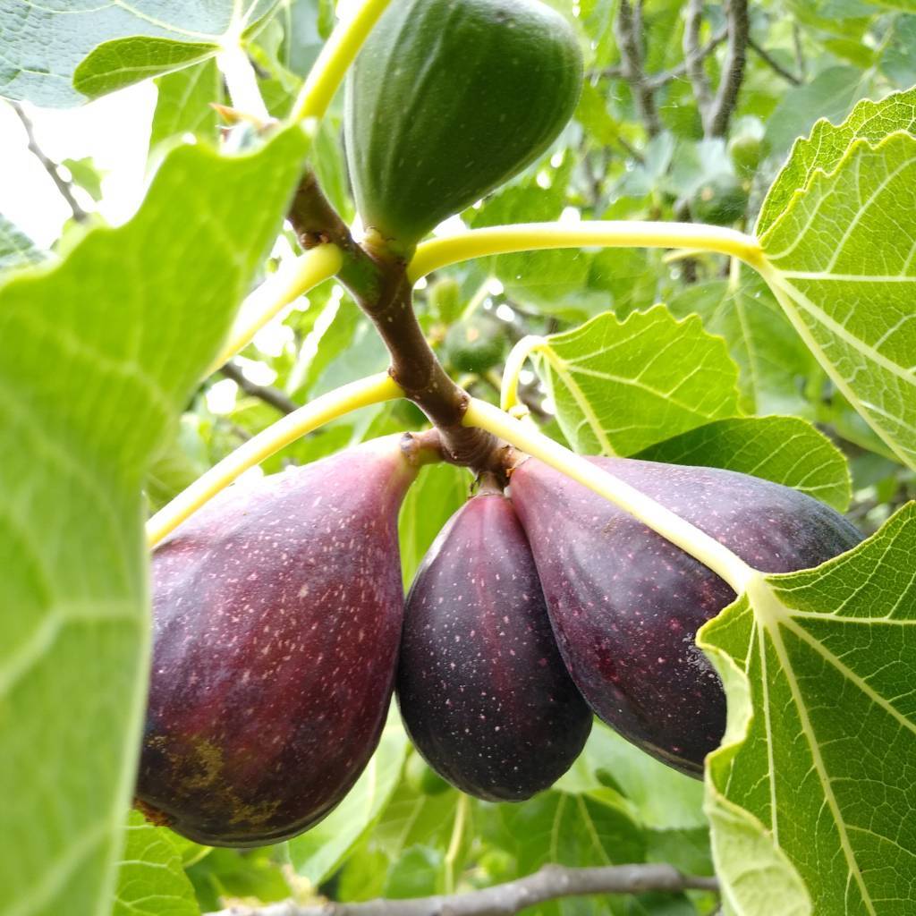 close-up of 3 purple figs and one green fig still on tree. green leaves around