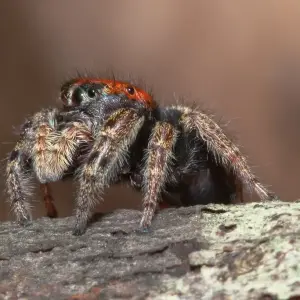 SqueakySpider